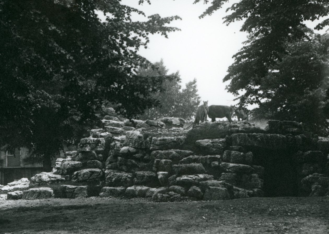 ElandAntelope Paddock på London Zoo i juni 1924 av Frederick William Bond