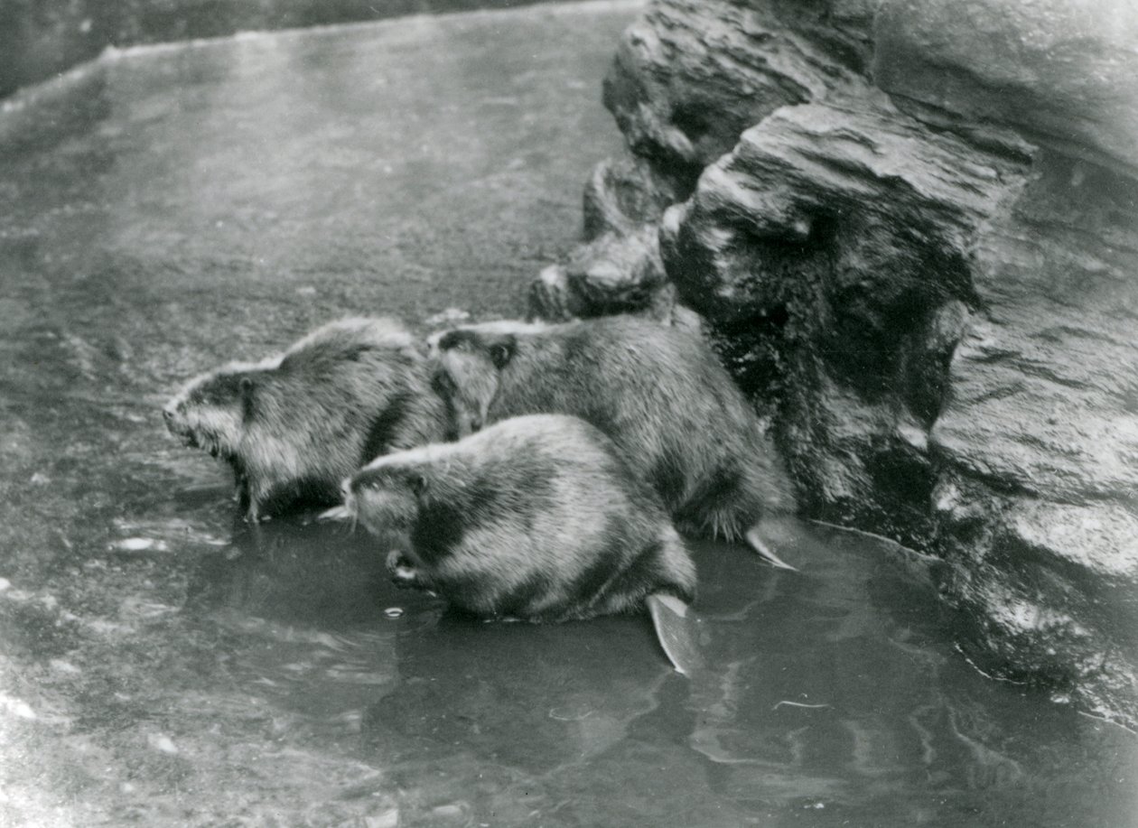 Tre bävrar i deras pool på London Zoo, 1920-talet av Frederick William Bond