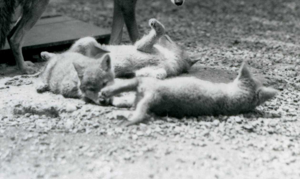 Tre Coyote-valpar som rullar på marken, vid sin mammas fötter, London Zoo av Frederick William Bond