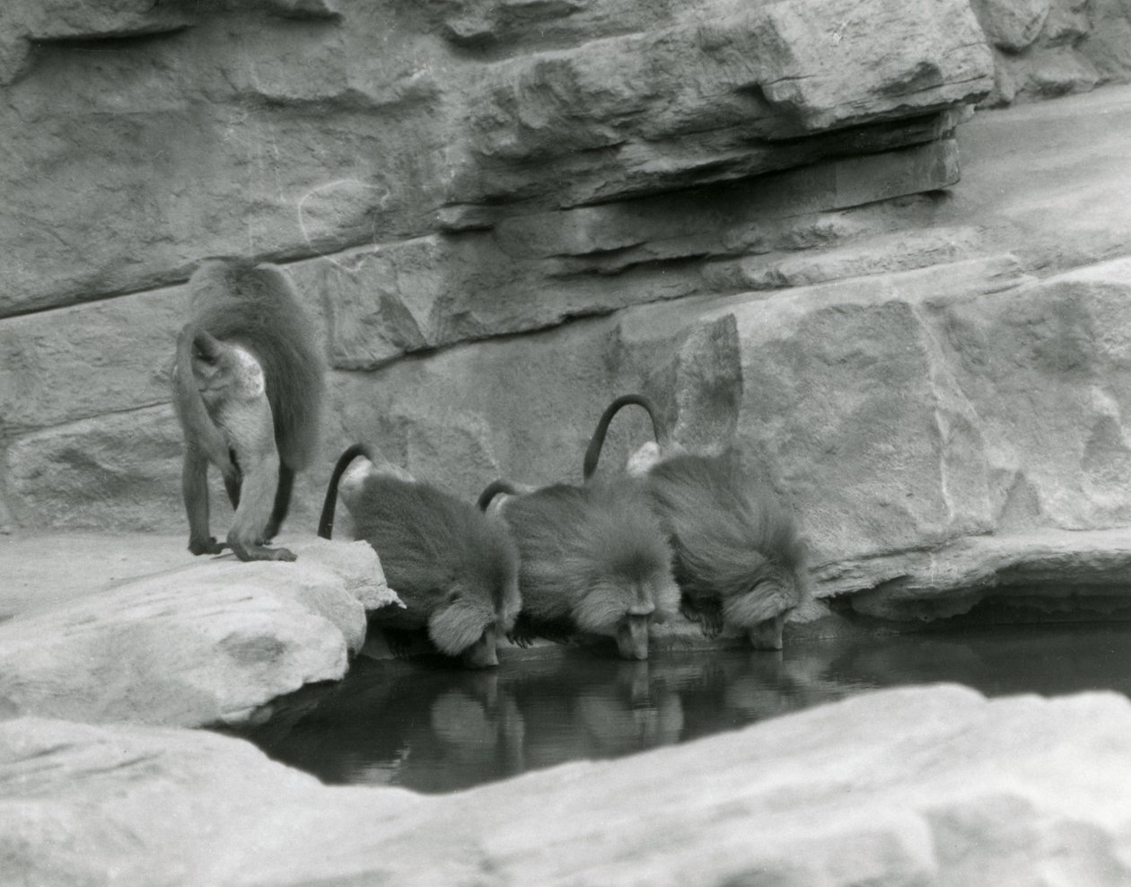Tre heliga babianer dricker från en pool i deras steniga inhägnad medan en fjärde går bort, London Zoo, juni 1925 av Frederick William Bond