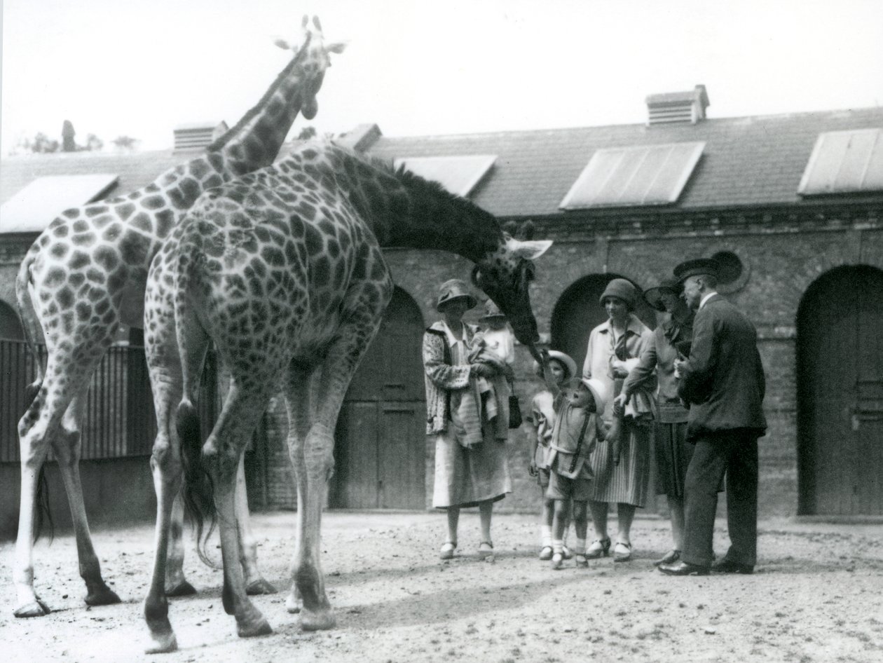 Tre damer med tre små barn besöker giraffen i deras hage utanför Giraffe House, London Zoo, juli 1926 av Frederick William Bond