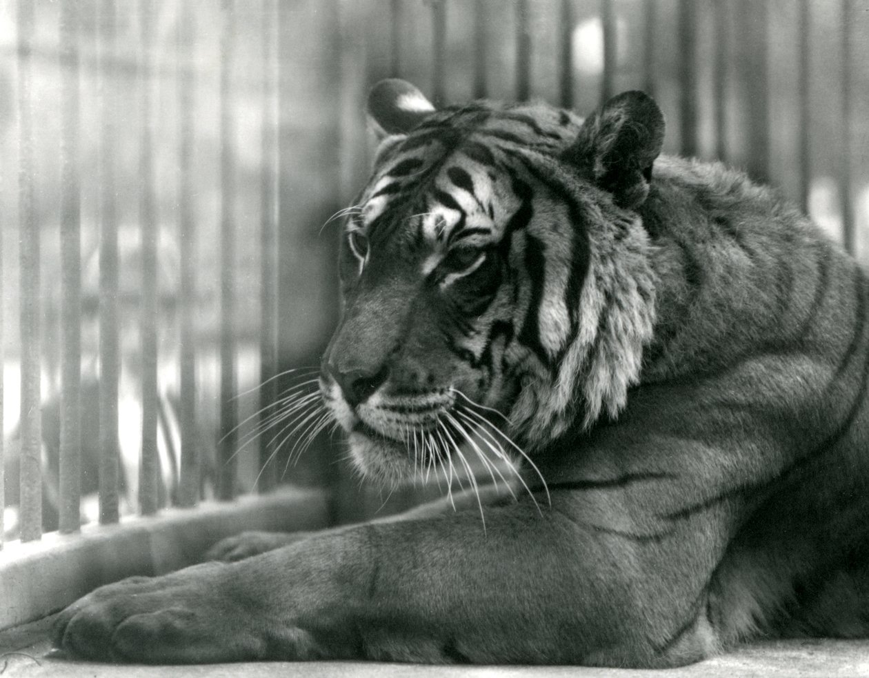 Tiger Sam på London Zoo, 1925 av Frederick William Bond
