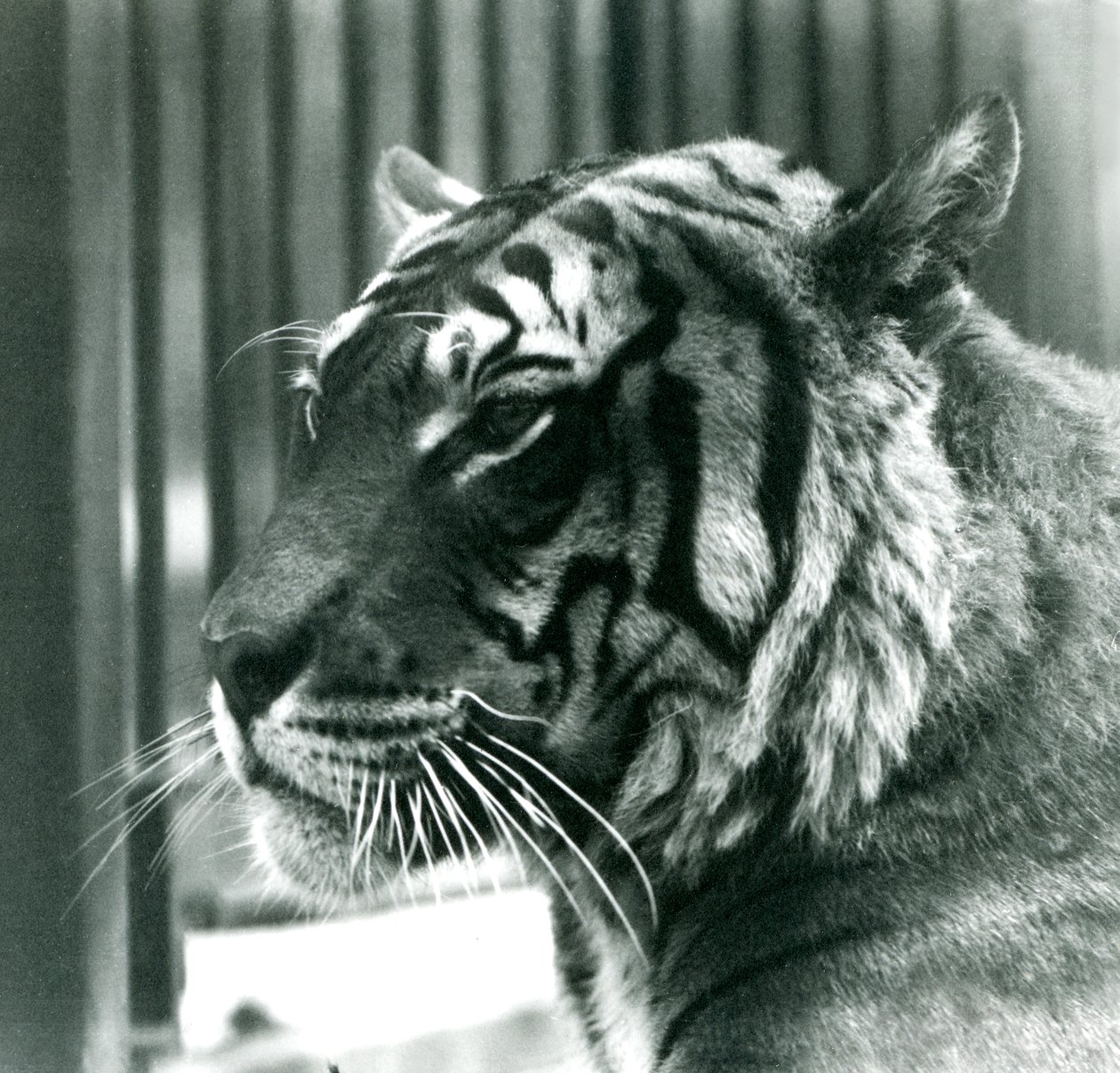 Tiger Sam på London Zoo 1925 av Frederick William Bond