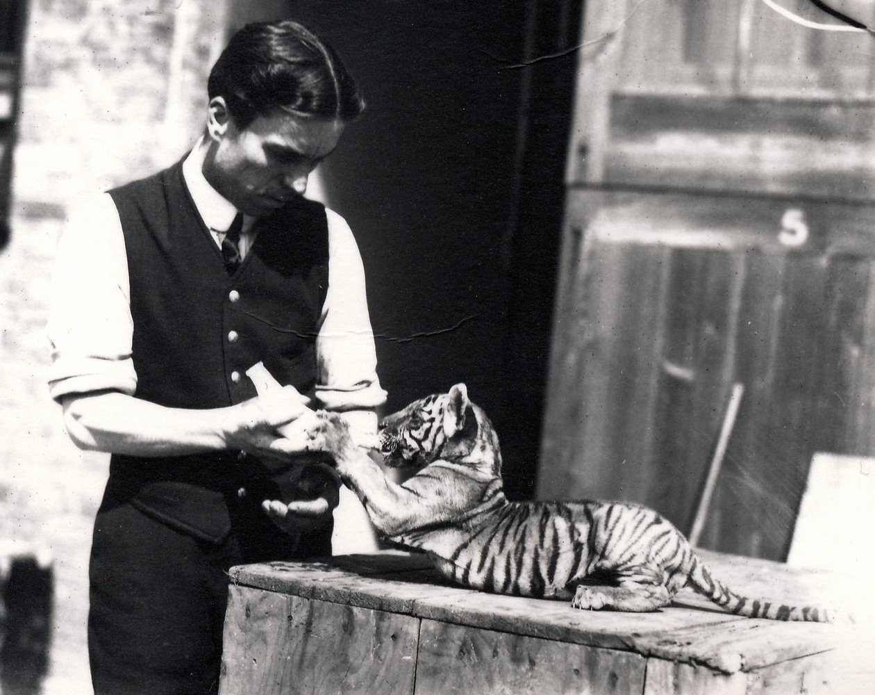 Tigerunge matas av djurhållaren Harry Warwick, 1914 av Frederick William Bond