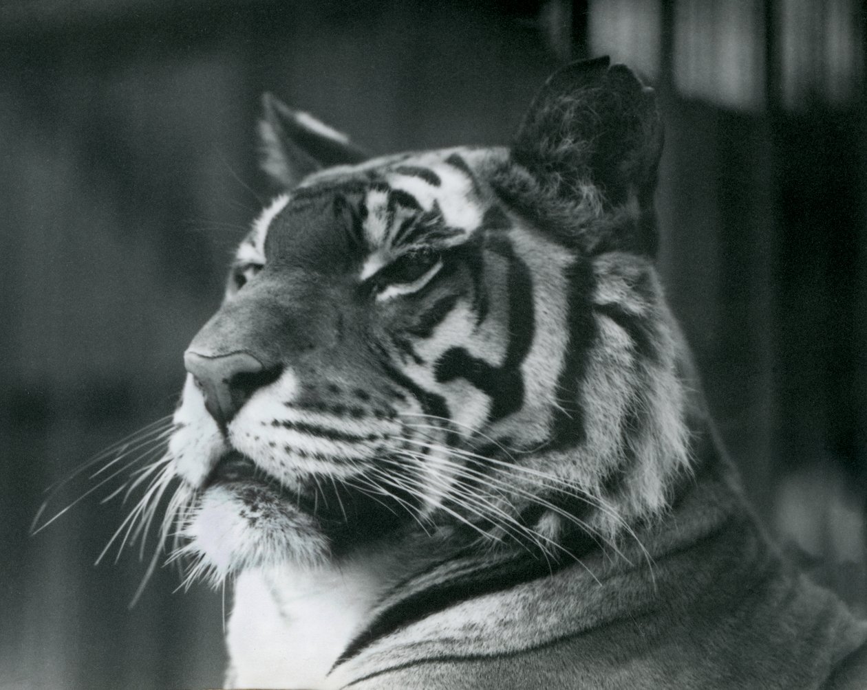 Tigress Sally på London Zoo 1927 av Frederick William Bond