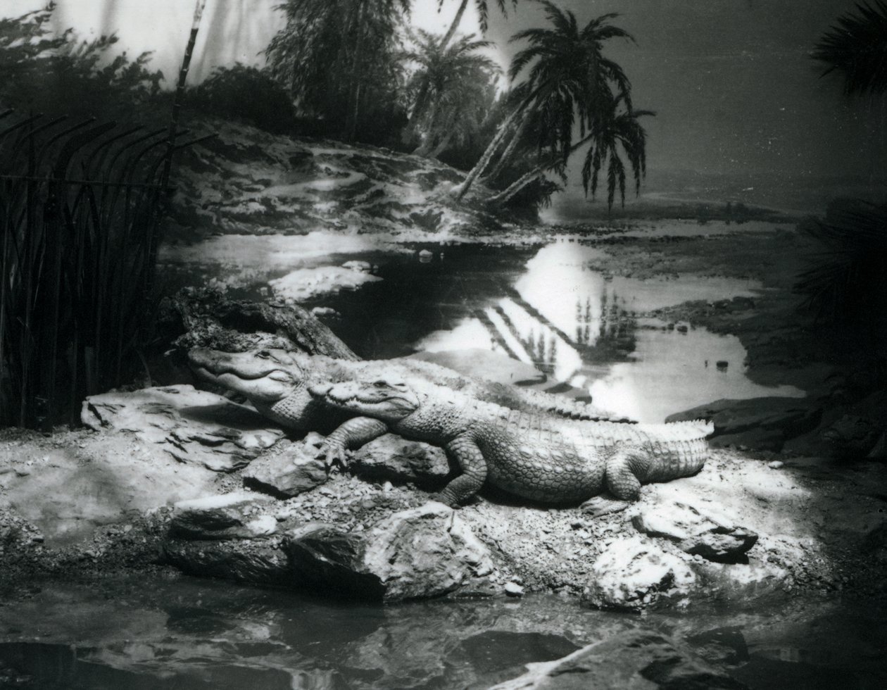 Två alligatorer, i panoramamiljö, på London Zoo i juni 1927 av Frederick William Bond