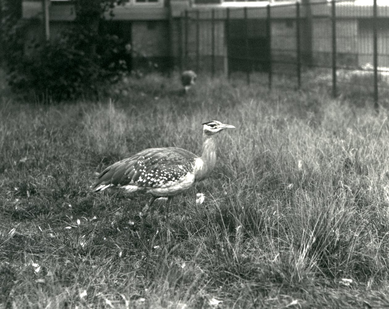 Två arabiska bustards som står i sin inhägnad på London Zoo, september 1927 av Frederick William Bond