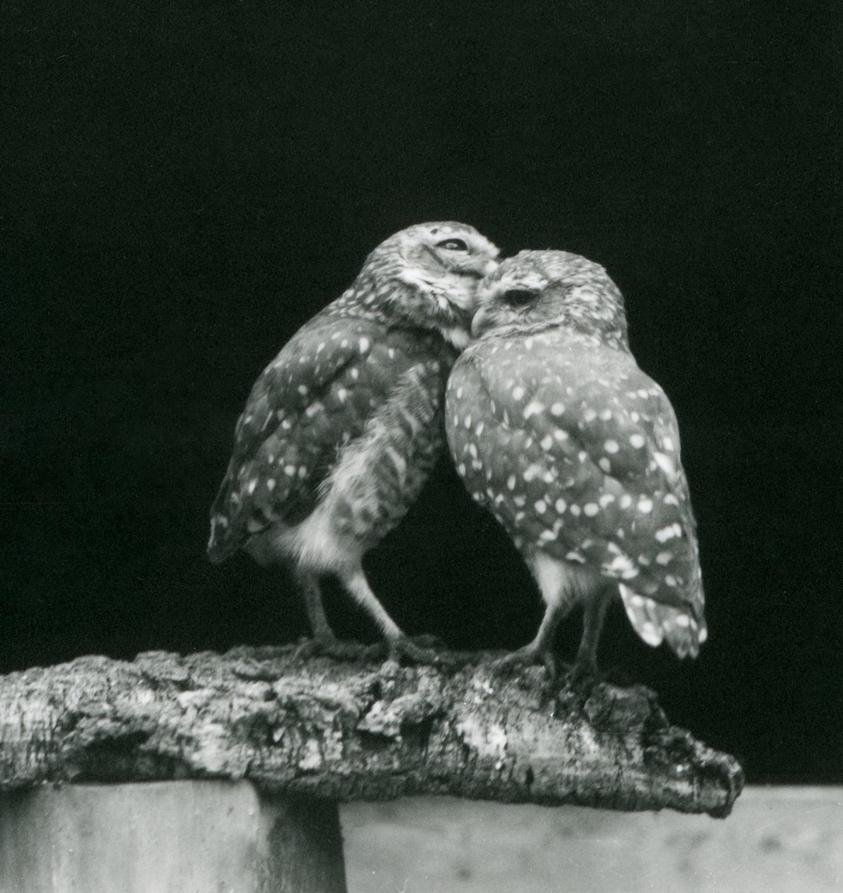 Två grävande ugglor står mitt emot varandra i slutet av en gren, London Zoo, juli 1926 (s/v foto) av Frederick William Bond