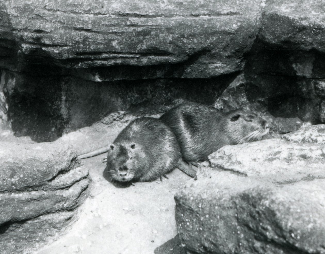 Två Coypu vilar bland stenar i deras inhägnad vid London Zoo, april 1925 av Frederick William Bond