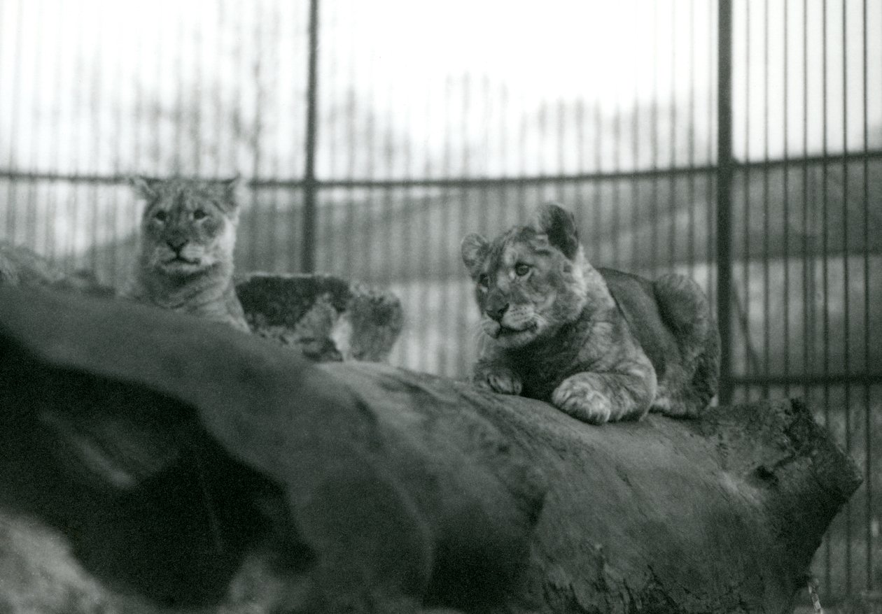 Två lejonungar, som hade fötts i menageriet, i deras inhägnad på London Zoo, april 1924 av Frederick William Bond