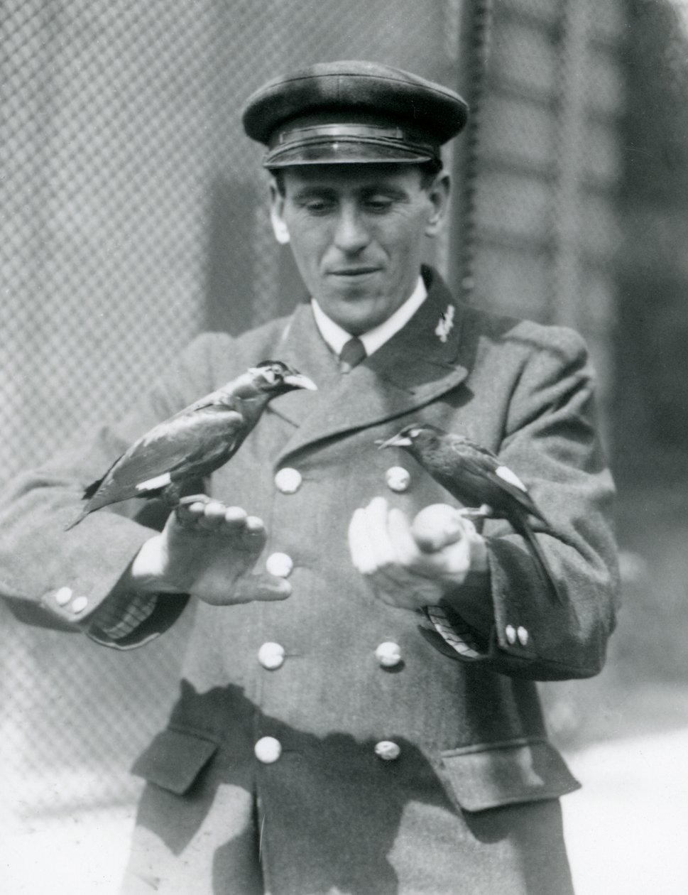 Två Myna-fåglar i händerna på målvakten Thomas Raggett, London Zoo, juni 1924 av Frederick William Bond