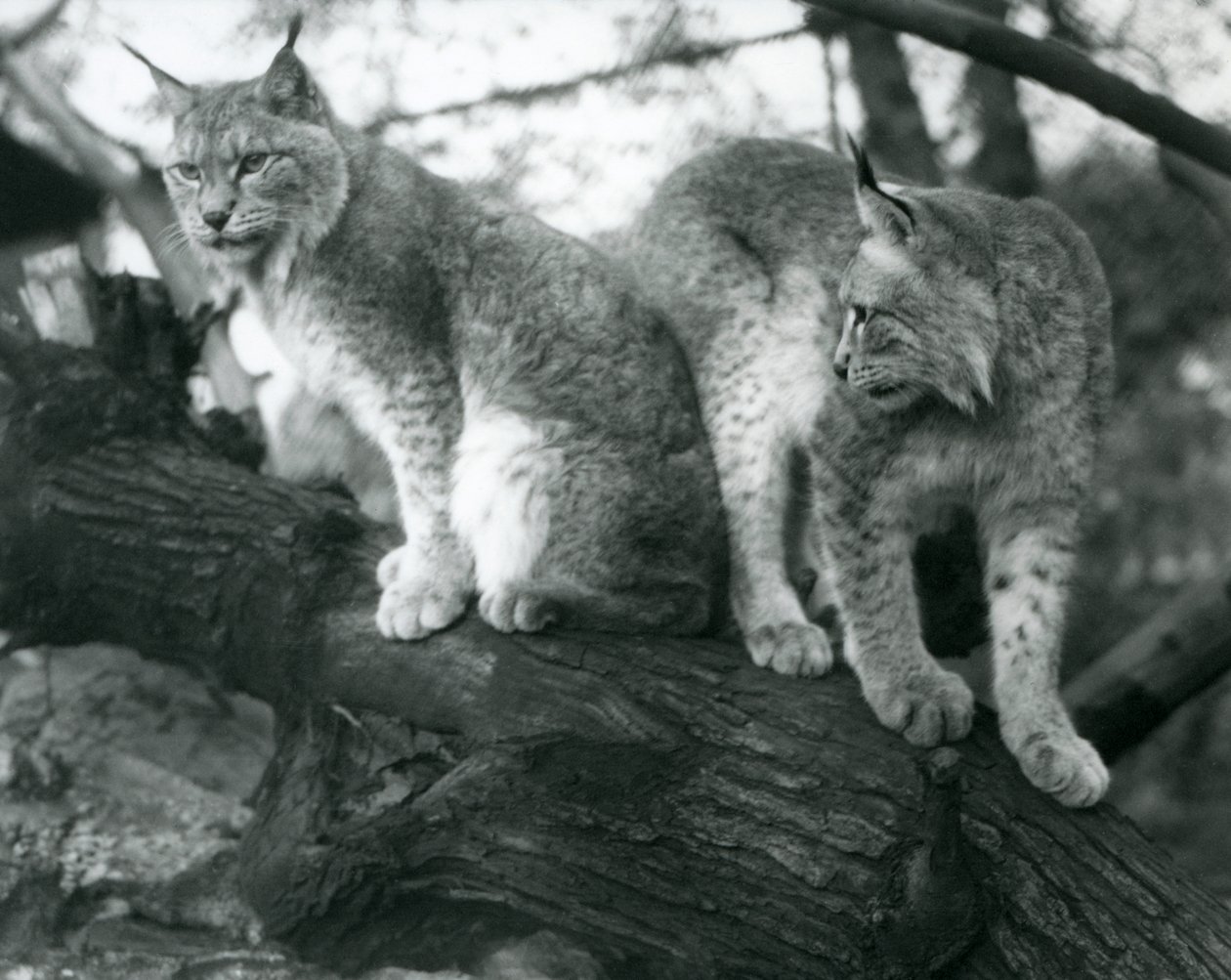 Två Northern Lynx, en sittande och en stående, på en gren, London Zoo, oktober 1925 av Frederick William Bond