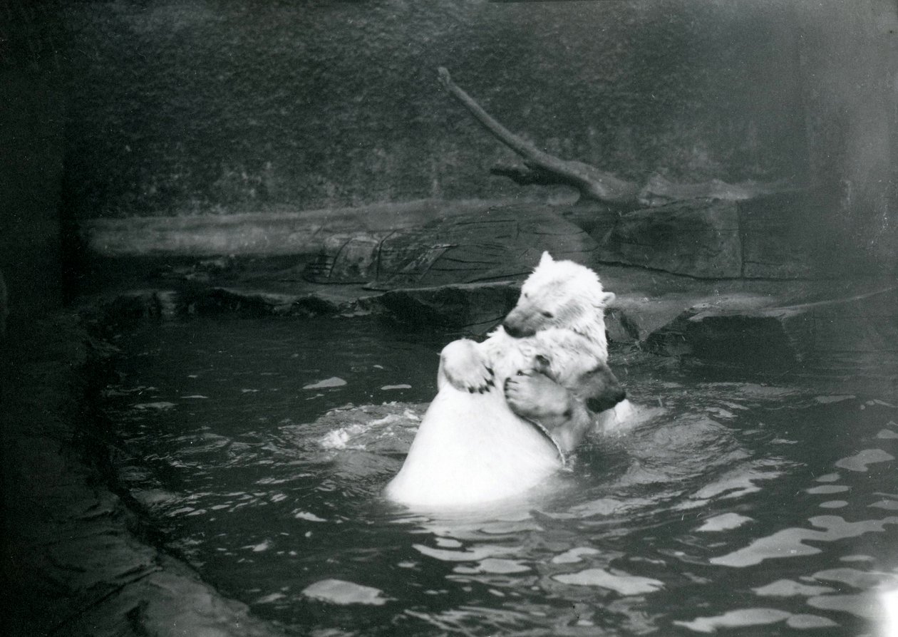 Två isbjörnar, inklusive en ung, kramas och leker i en pool på London Zoo, juni 1922 av Frederick William Bond