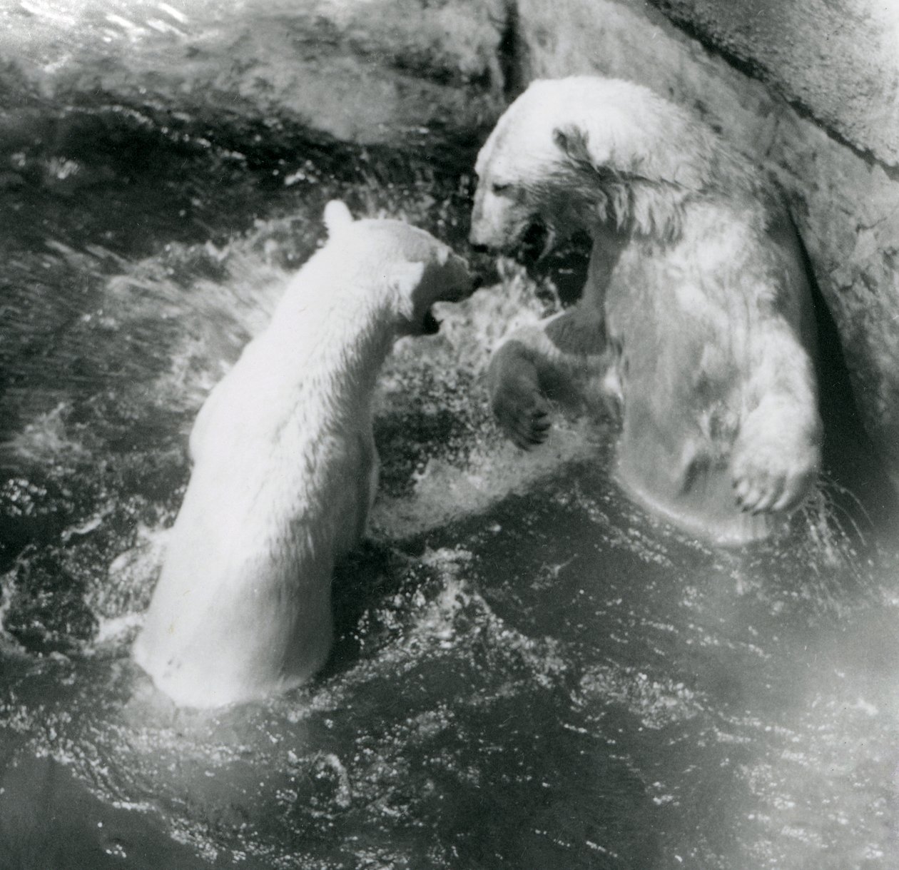 Två isbjörnar leker i sin pool. London Zoo 1926 av Frederick William Bond