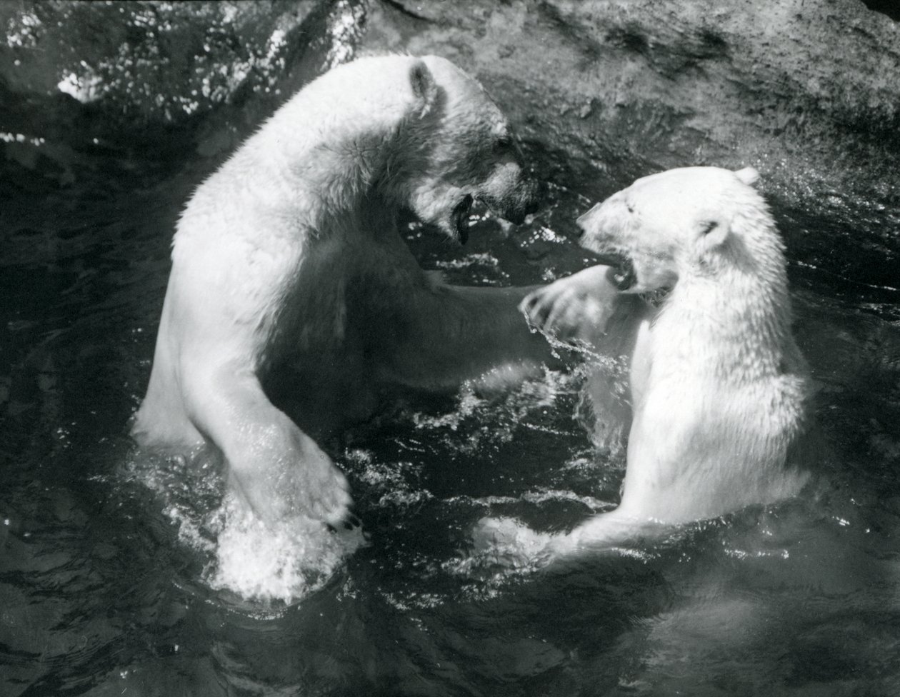 Två isbjörnar leker i sin pool på London Zoo 1926 av Frederick William Bond