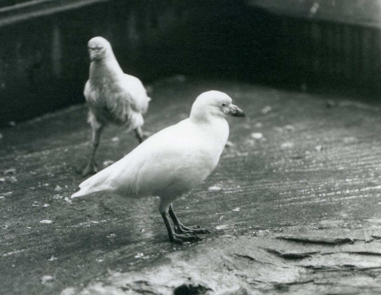 Två snöiga sheathbills som står och går på marken på London Zoo, augusti 1927 av Frederick William Bond