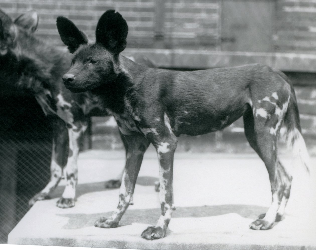 Två somaliska vilda hundar på London Zoo, juli 1925 av Frederick William Bond