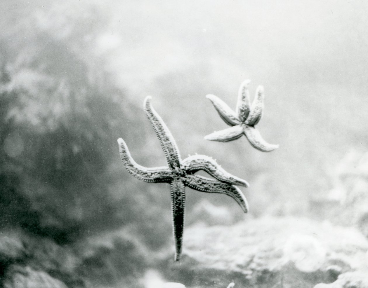 Två sjöstjärnor, på akvarieglaset, som visar sina undersidor på London Zoo i mars 1925 av Frederick William Bond