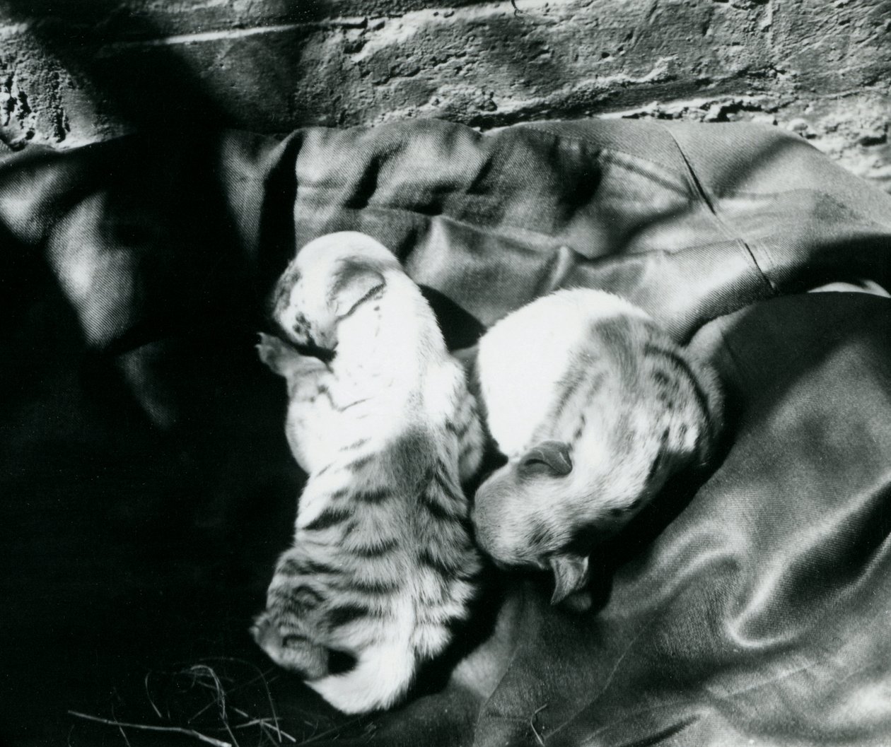 Två randiga Hyaena-ungar på London Zoo, ca 1914 av Frederick William Bond