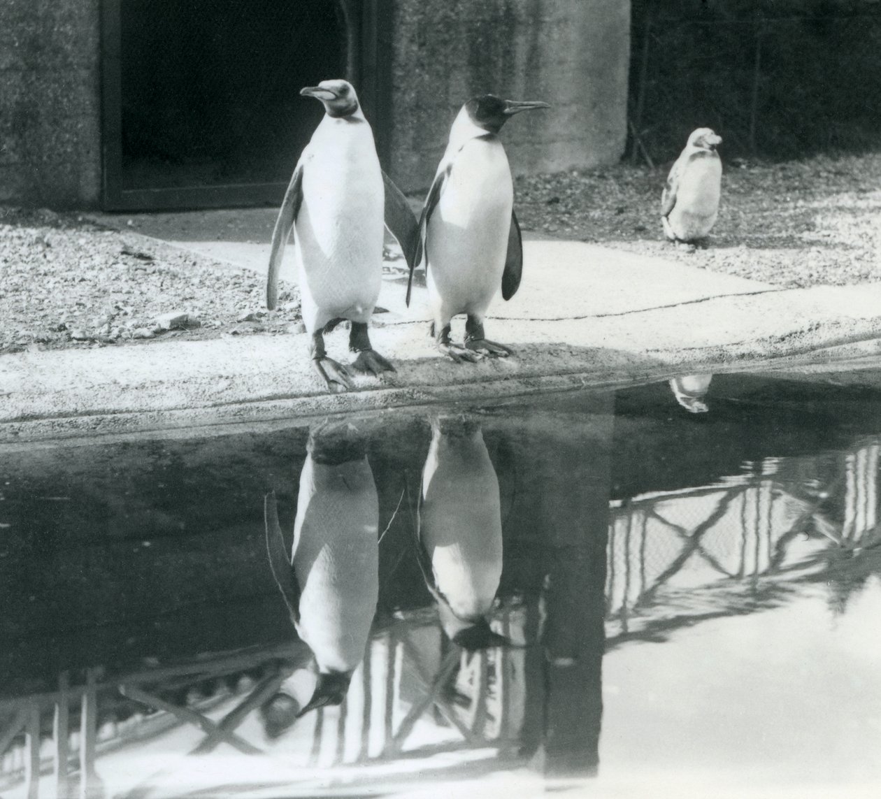 Två vuxna kungpingviner som står vid sin pool med sina reflektioner i vattnet, London Zoo av Frederick William Bond