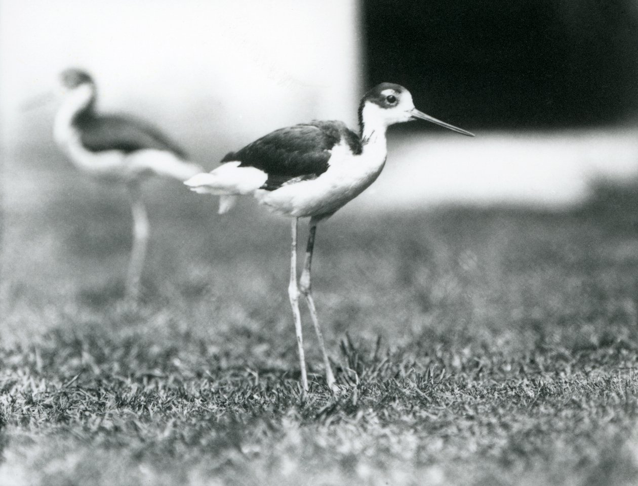 Två svarthalsade styltor som står på gräs, London Zoo, juli 1925 av Frederick William Bond