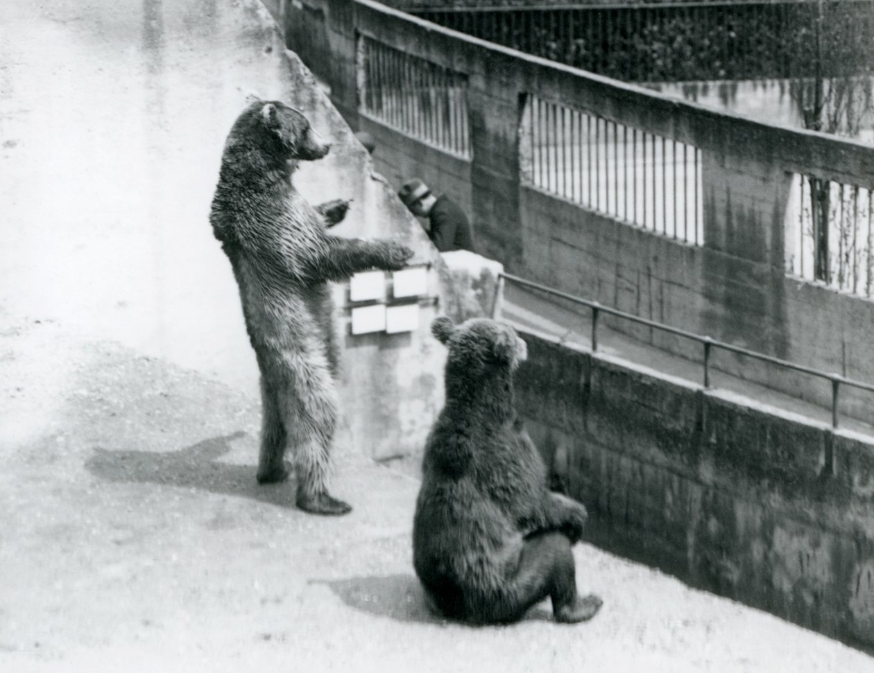 Två brunbjörnar, en stående på bakbenen och en sittande, tittar ner från Mappin Terraces, London Zoo, juli 1925 av Frederick William Bond