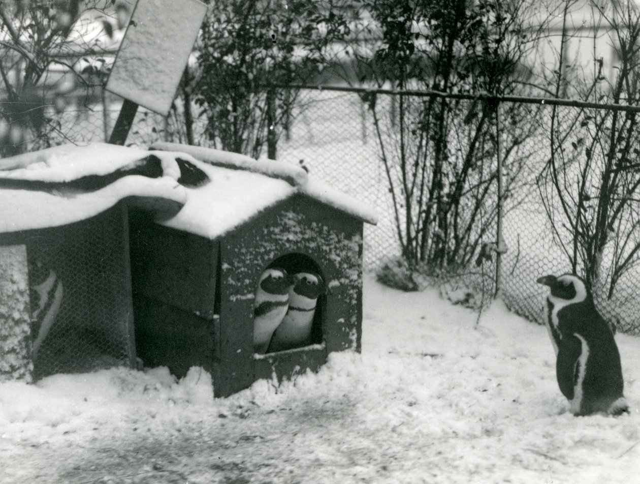 Two endangered Black-Footed Penguins look out of their nesting box, in the snow, while another looks on, London Zoo, 1924  av Frederick William Bond