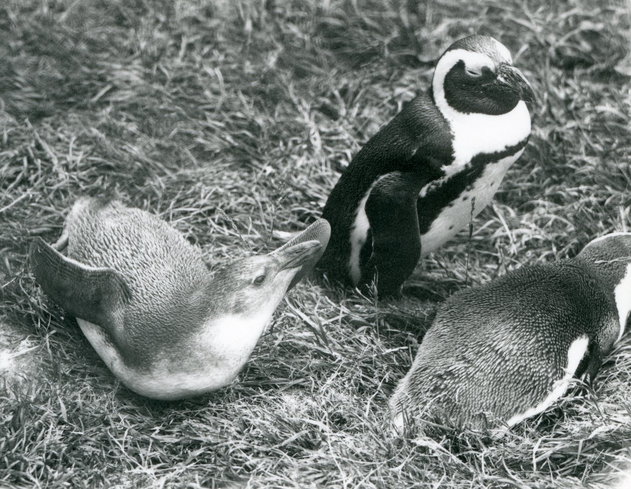 Två unga och en vuxen svartfotade afrikanska pingviner, sittande och liggande på gräs, på London Zoo april 1925 av Frederick William Bond