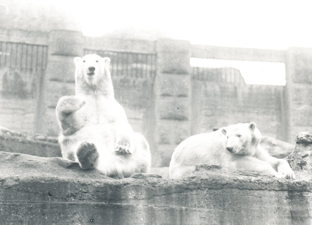 Två isbjörnar i ZSL London Zoo, 1927 av Frederick William Bond