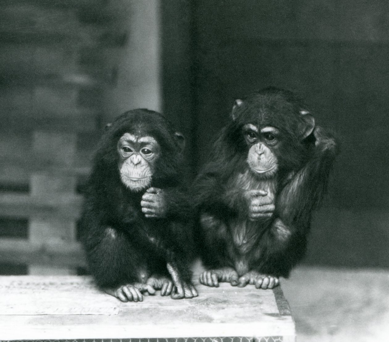 Två unga schimpanser som sitter på en trälåda, London Zoo av Frederick William Bond