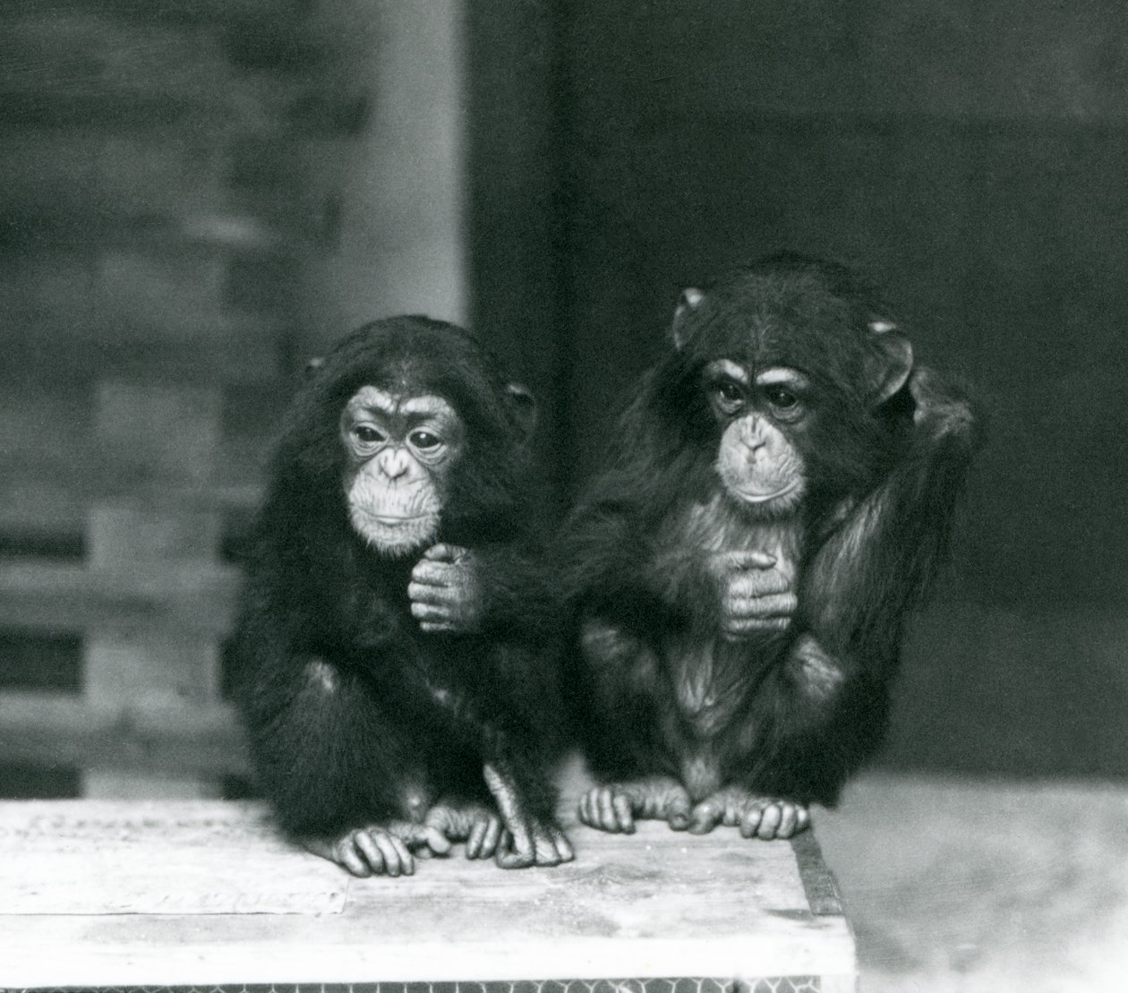 Två unga schimpanser sitter på en trälåda, London Zoo, 1924 av Frederick William Bond