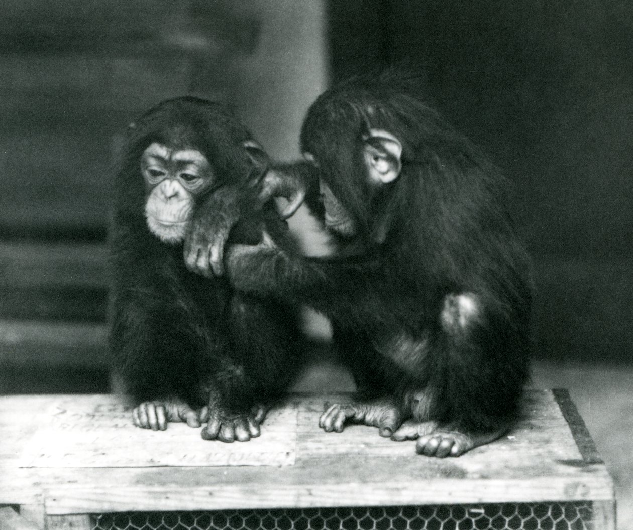 Två unga schimpanser som sitter på en trälåda. Den ena sitter still medan den andra putsar sin päls, London Zoo av Frederick William Bond