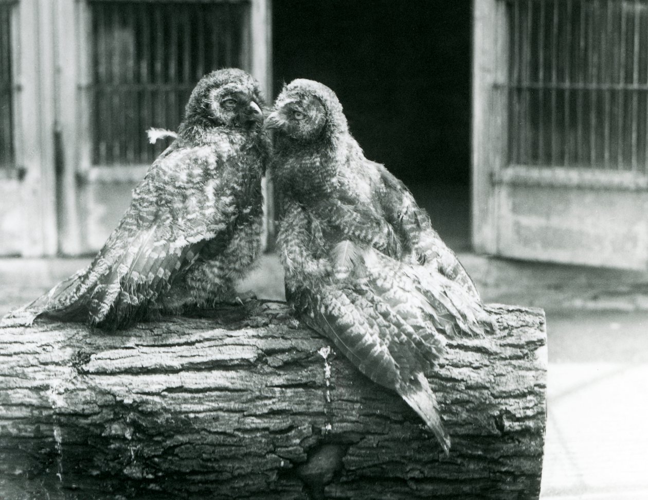 Två unga gråugglor, även känd som lappugglan, vända mot varandra sittande på en stock, London Zoo, augusti 1926 (s/v foto) av Frederick William Bond
