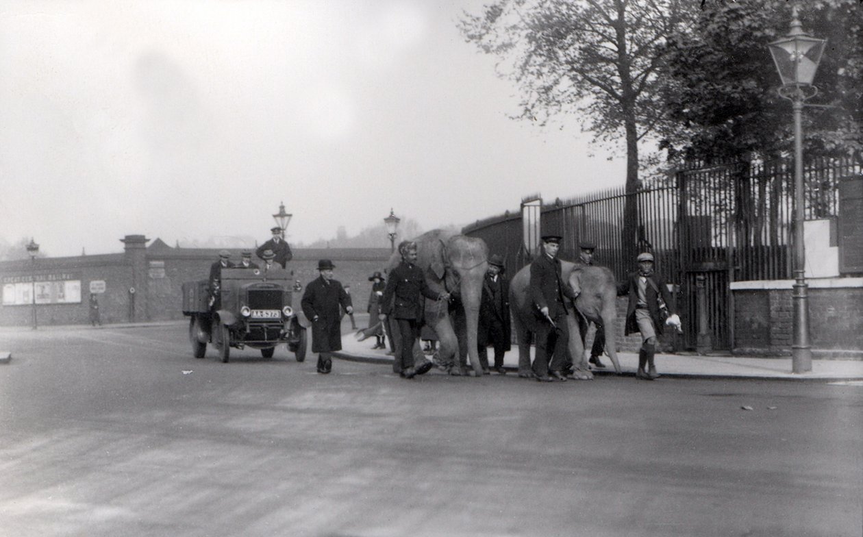 Att gå ett par elefanter från hamnen 1923 till ZSL London Zoo, sista gången detta gjordes av Frederick William Bond
