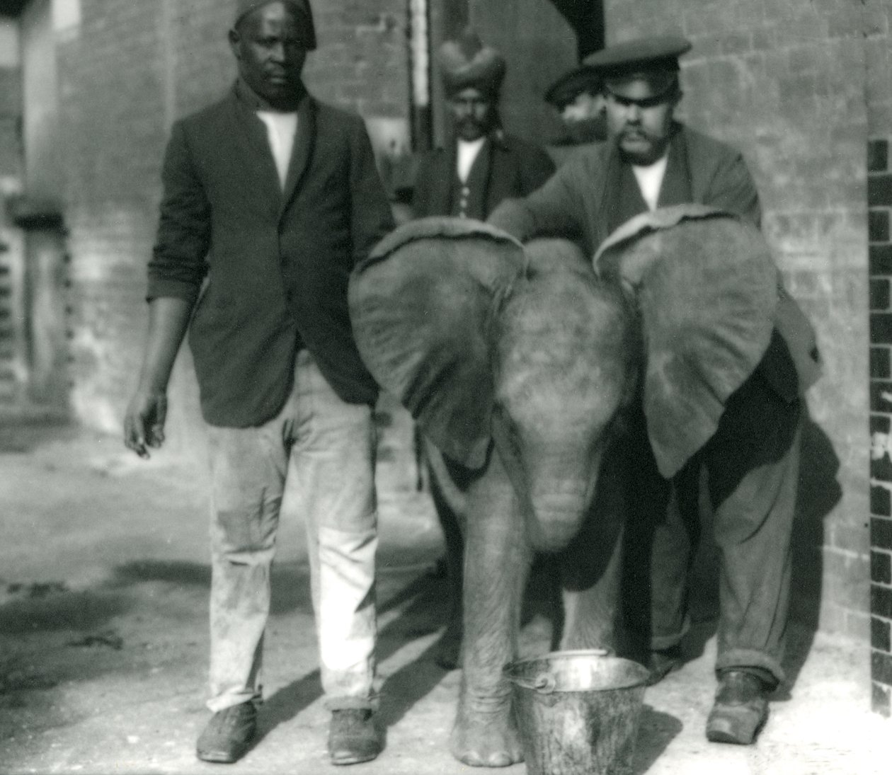 Unga afrikanska elefanten Kiberenge, som dricker ur en hink, med tränarna Darish och Syed Ali, och Keeper H. Robertson 1923 av Frederick William Bond