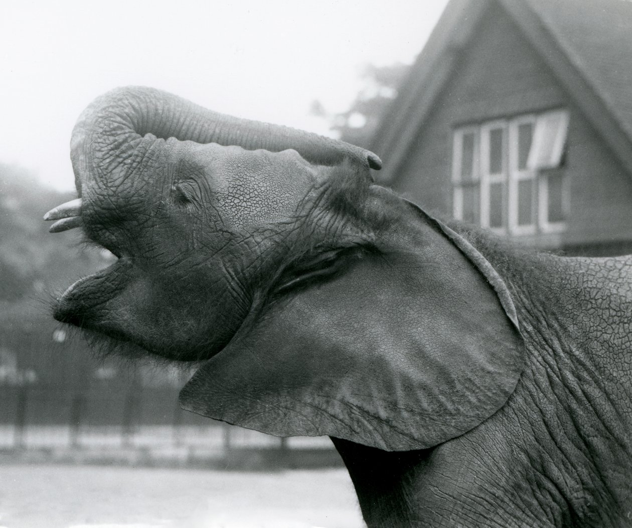 Ung afrikansk elefant Kiberenge höjer sin snabel och ropar, London Zoo, augusti 1925 av Frederick William Bond