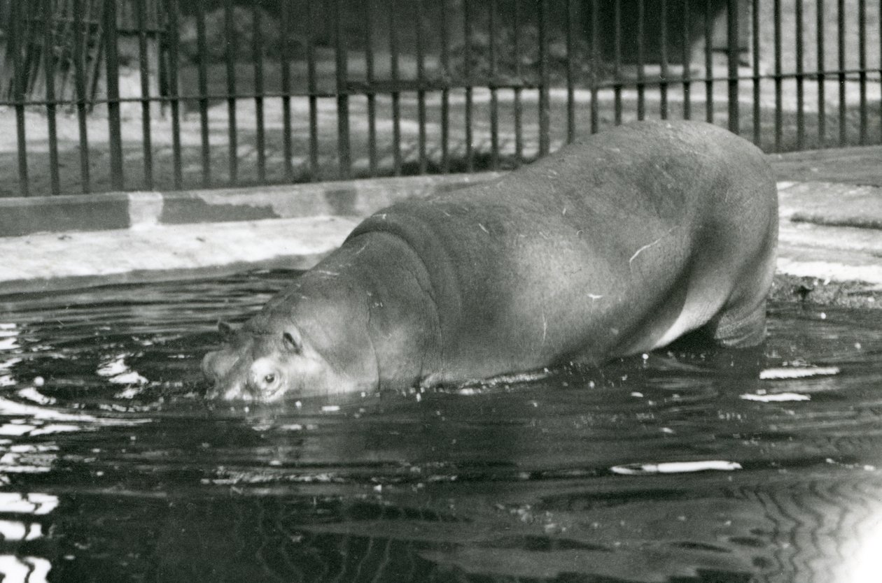 Den unga flodhästen Bobbie går in i sin pool på London Zoo i augusti 1927 av Frederick William Bond