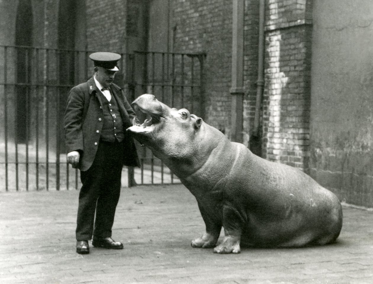 Den unga flodhästen Bobbie sitter för djurskötaren Ernie Bowman, London Zoo, juli 1923 (svart foto). av Frederick William Bond