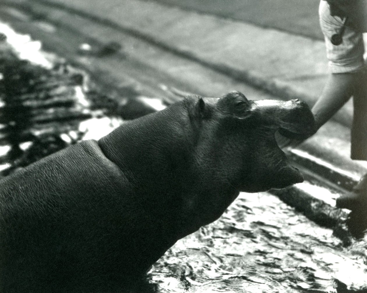 Ung flodhäst "Bobbie" med en djurhållare på London Zoo, september 1920 av Frederick William Bond