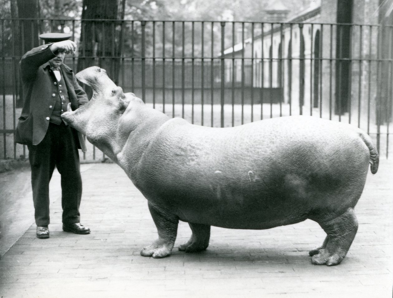 Unga flodhäst Bobbie med djurskötaren Ernie Bowman, London Zoo, juli 1923 (svart foto) av Frederick William Bond