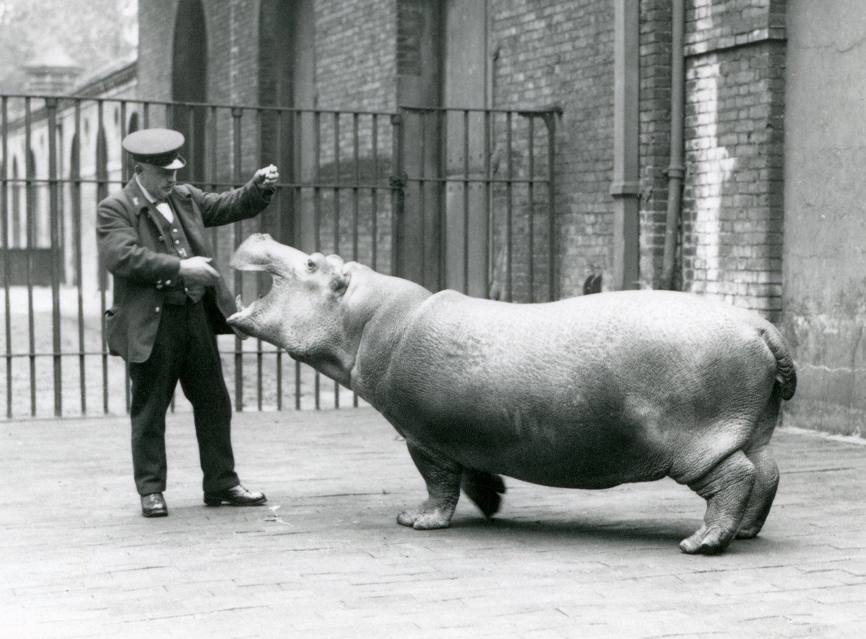 Unga flodhäst Bobbie med djurskötaren Ernie Bowman, London Zoo, juli 1923 (svart foto) av Frederick William Bond