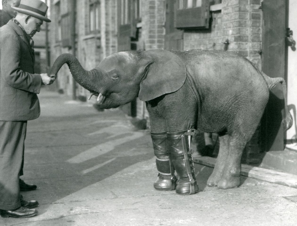 Ung pygmé afrikansk elefant Oojah med skenor monterade, som en del av hennes behandling för rakitis, London Zoo, 1926 av Frederick William Bond