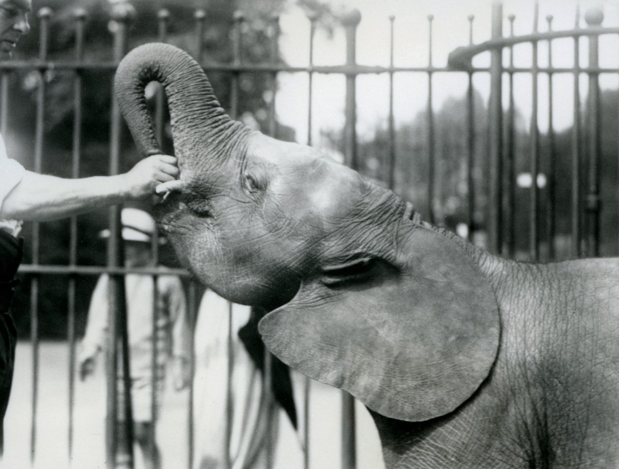 Ung kvinnlig afrikansk pygméelefant Oojah får en godbit, London Zoo, juli 1925 av Frederick William Bond