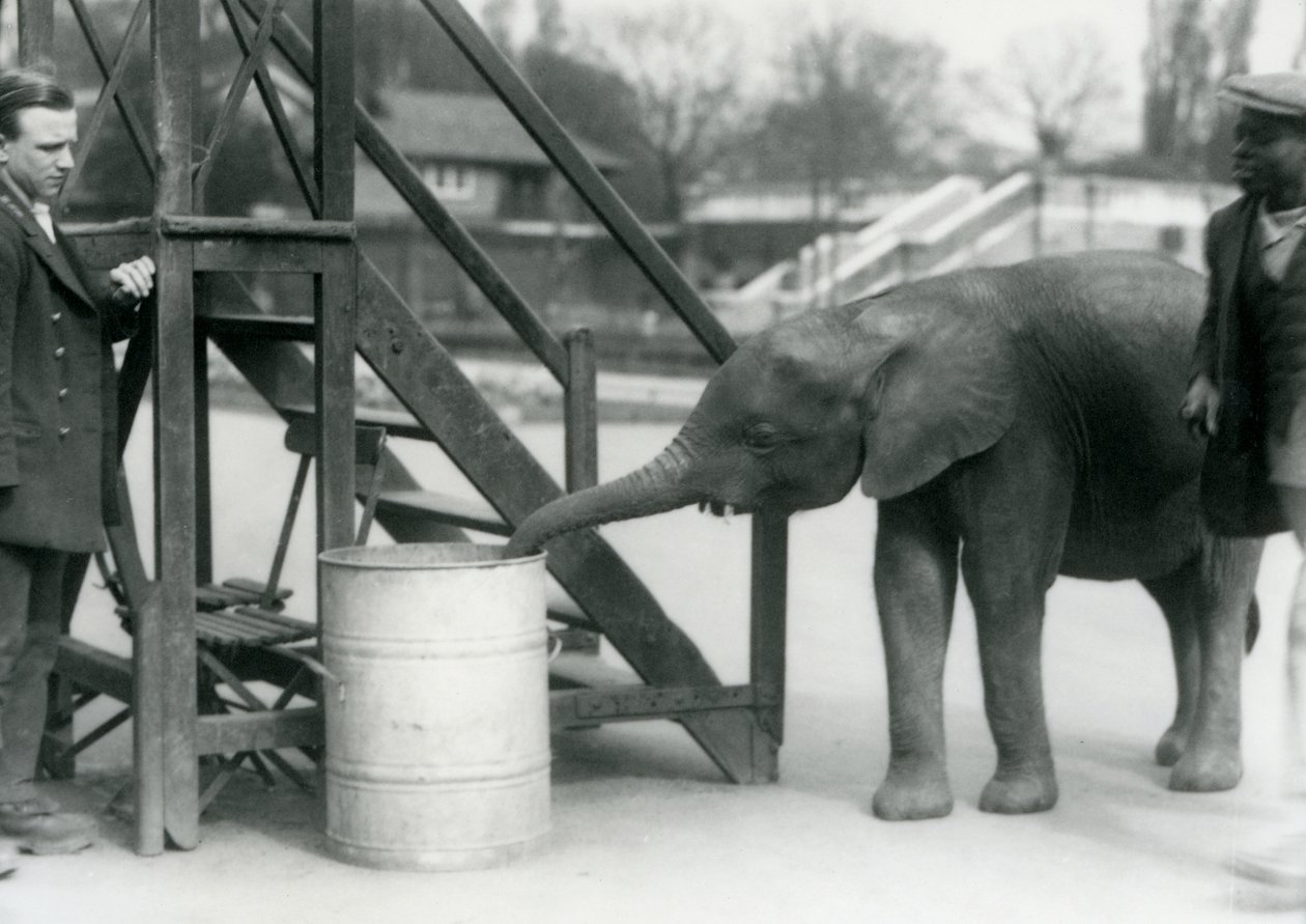 Ung kvinnlig afrikansk pygméelefant Oojah undersöker en tunna med sin snabel, medan hennes målvakt och tränare tittar på, London Zoo, juli 1925 av Frederick William Bond