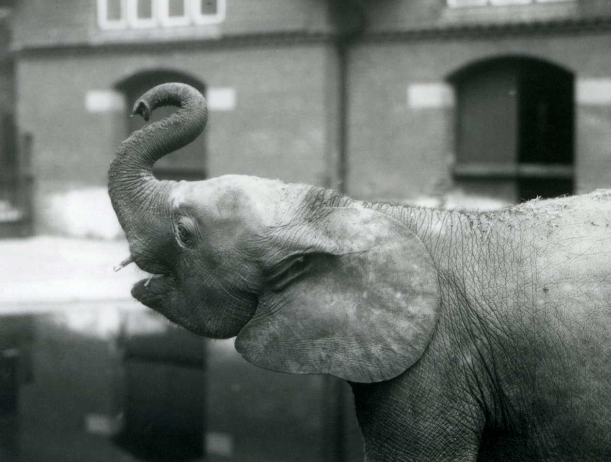 Ung kvinnlig afrikansk pygméelefant Oojah höjer sin snabel på London Zoo, augusti 1925 av Frederick William Bond