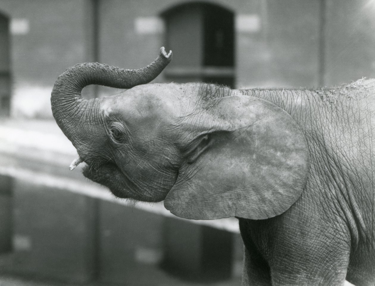 Ung kvinnlig afrikansk pygméelefant Oojah höjer sin snabel på London Zoo, juli 1925 av Frederick William Bond