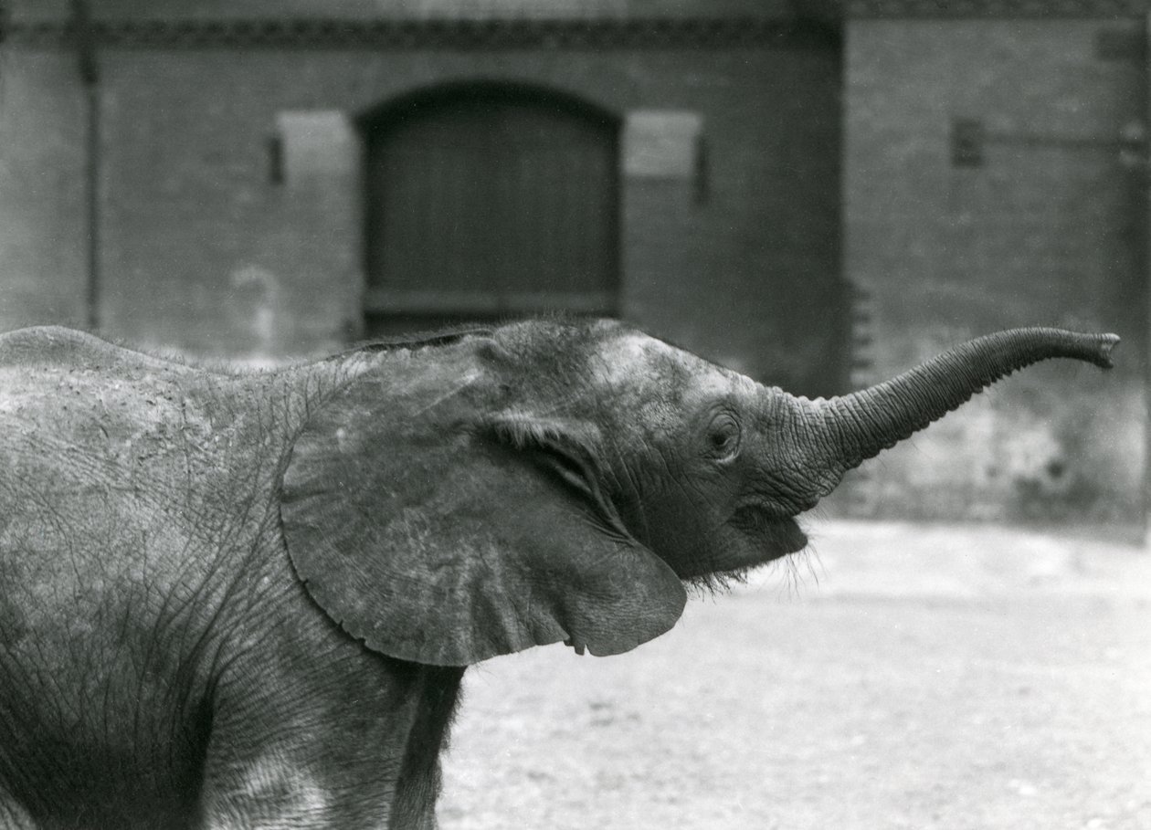 Ung kvinnlig afrikansk pygméelefant Oojah höjer sin snabel för en godbit på London Zoo, juli 1925 av Frederick William Bond