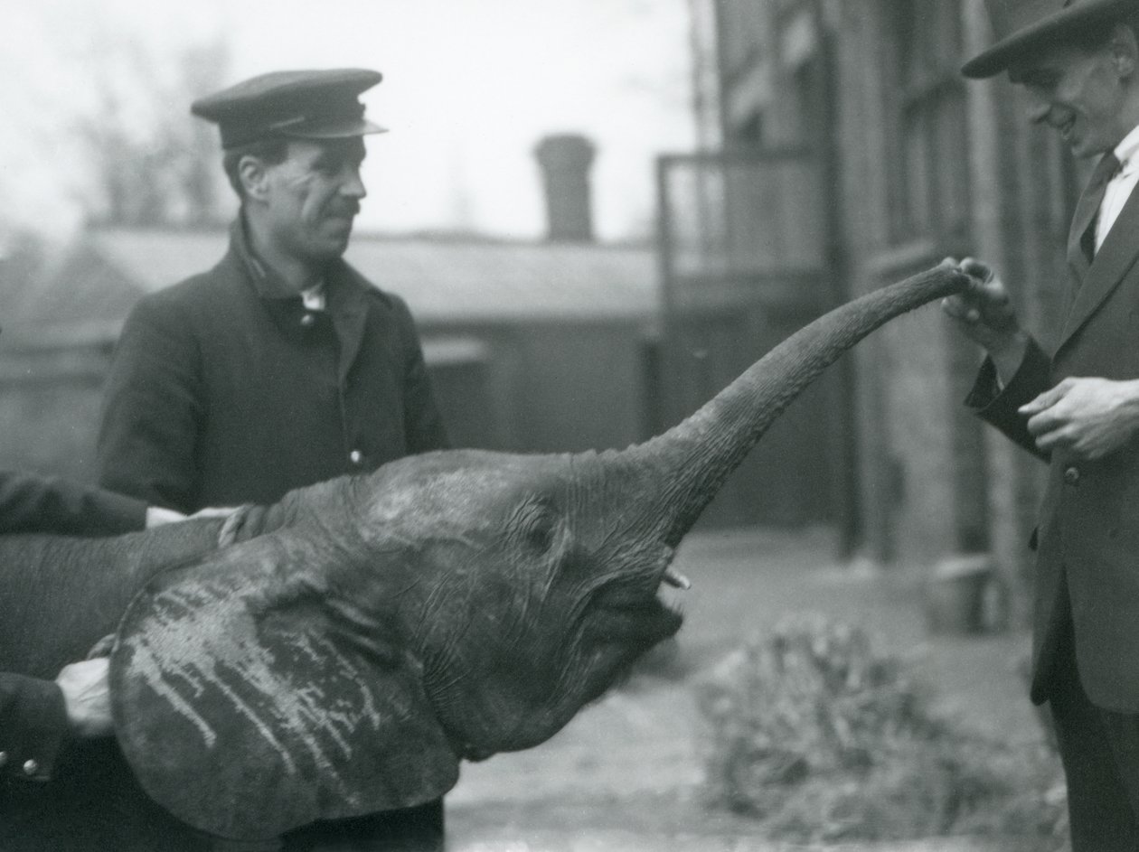 Ung kvinnlig afrikansk pygméelefant Oojah höjer sin snabel för en godbit på London Zoo, juni 1925 av Frederick William Bond