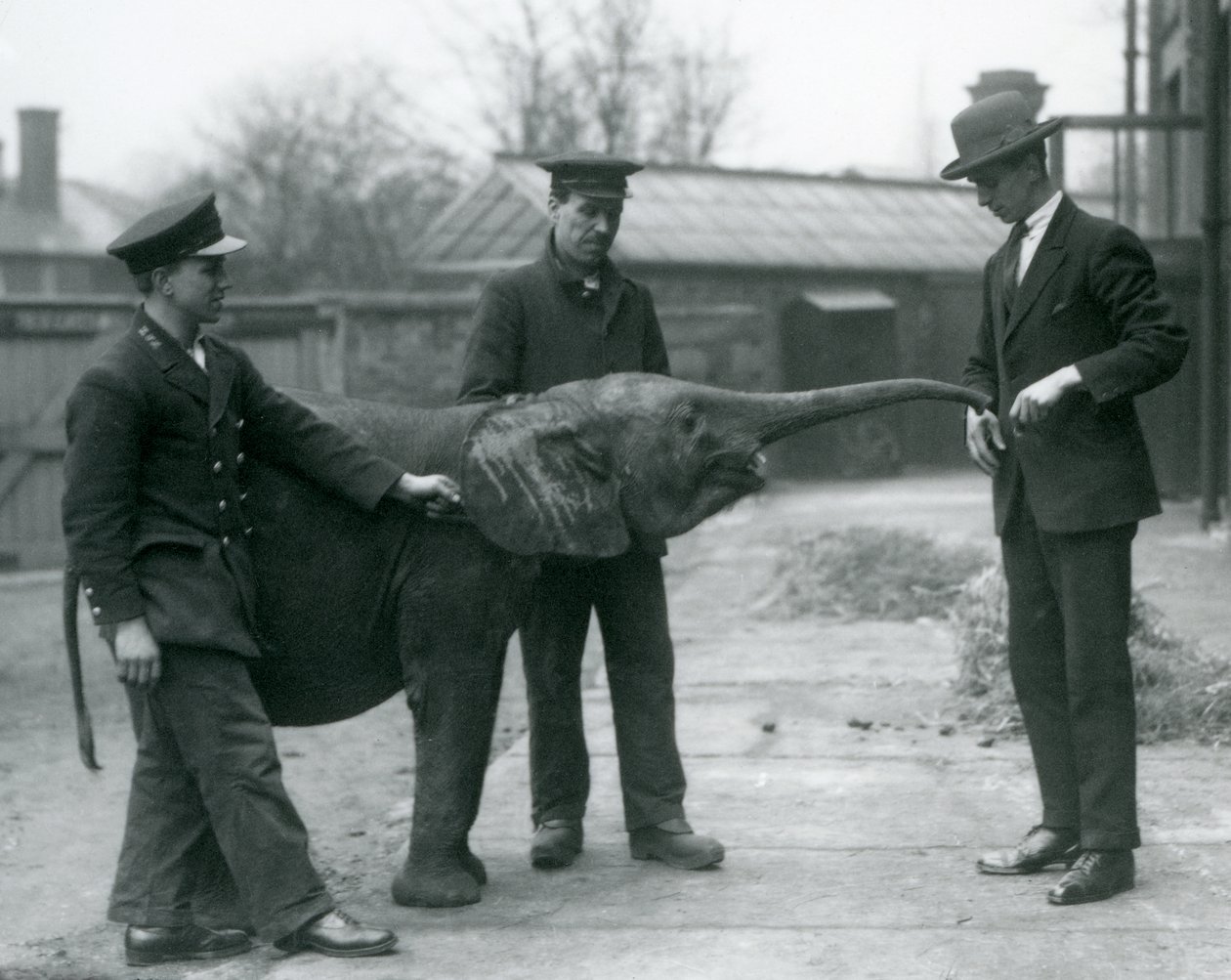 Ung kvinnlig afrikansk pygméelefant Oojah höjer sin snabel för en godbit på London Zoo, juni 1925 av Frederick William Bond
