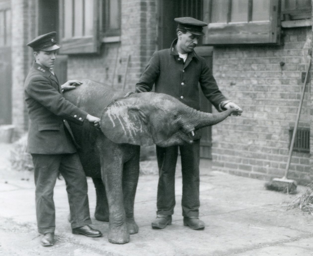Ung kvinnlig afrikansk pygméelefant Oojah höjer sin snabel för en godbit av sina djurhållare på London Zoo, april 1925 av Frederick William Bond